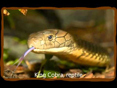 Name the Animal Movie