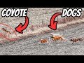 Hunting Down The King Of Coyotes Epic Coyote Hunt