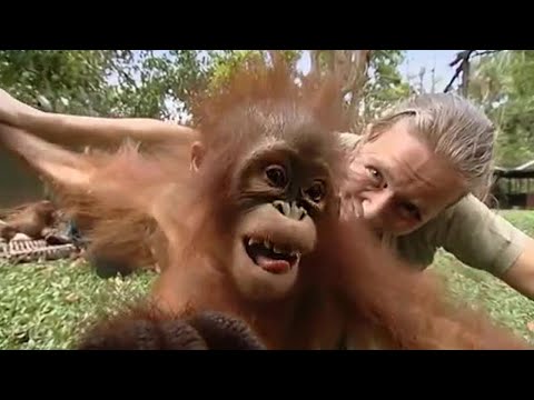 download lagu mp3 mp4 Orangutan Diary, download lagu Orangutan Diary gratis, unduh video klip Orangutan Diary