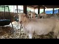 Nice Sheep Takes A Dump