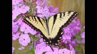 Con el alma en los labios...Bunbury.