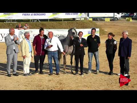 1 st place  N.42 RADEGONDA BY TRESCA - Bergamo 2017 - Junior Fillies Championship (Class 20)