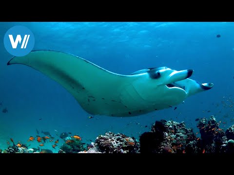 Malediven, im Rhythmus der Riffmantas (ARTE 360° Reportage)