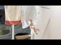 部屋の中に洗濯物を干してたら子猫がまさかのこうなってました…汗