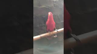 Download lagu Termahal..!! Burung Nuri Merah #shorts #shortvideo #burung mp3