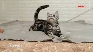 Download lagu Kucing american shorthair import ( e-cat shop ) mp3