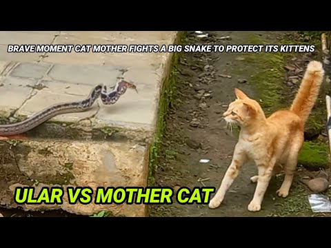 SNAKE vs CAT | BRAVE MOMENT CAT MOTHER FIGHTS A BIG SNAKE TO PROTECT ITS KITTENS