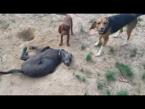 Why is Jethro always so dirty?  Huck and Elsie vs Jethro