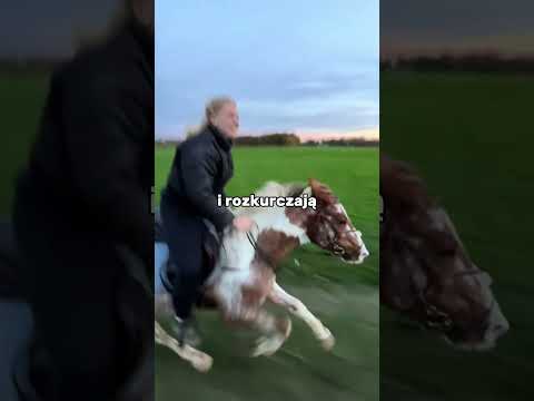 Dlaczego Nogi Tego Konia Są Zanurzane w Lodzie?