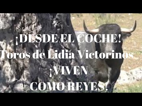 ‼️¡EN COCHE! Toros de Lidia de Victorino ¡VIVEN COMO REYES EN LA DEHESA!
