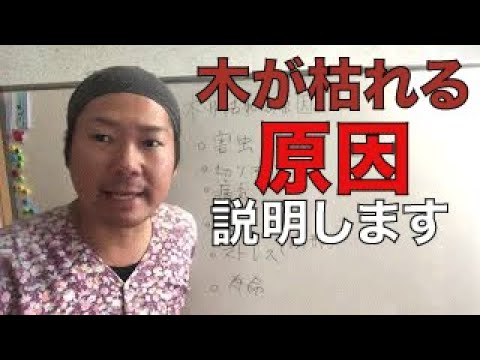 銅の釘で木が枯れることはありますか? トピックス