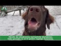 Doggy Village Programuojamas / interaktyvus antkaklis su spalvotu LED ekranu vidutiniams ir dideliems šunims
