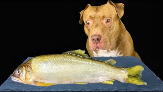 ASMR MUKBANG DOG EATING RAW WHOLE FISH HORSE EARS