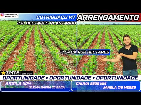 ARRENDAMENTO EM MATO GROSSO/cotriguaçu mt  12 saca por hectares