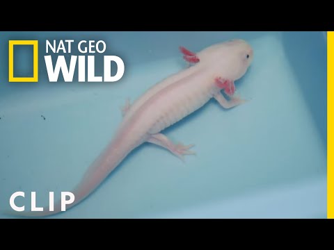 Monty the Axolotl's First Visit to the Vet