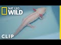 Monty The Axolotl Gets A Helping Hand Critter Fixers Country Vets