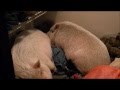 Pigs Making A Nest Out Of The Dirty Laundry LOL