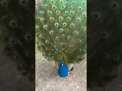 Male Peacock Spreading Feathers  #shorts