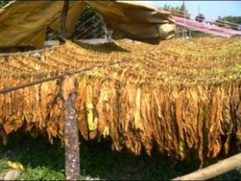 Savinelli Extra 7004 anni '60