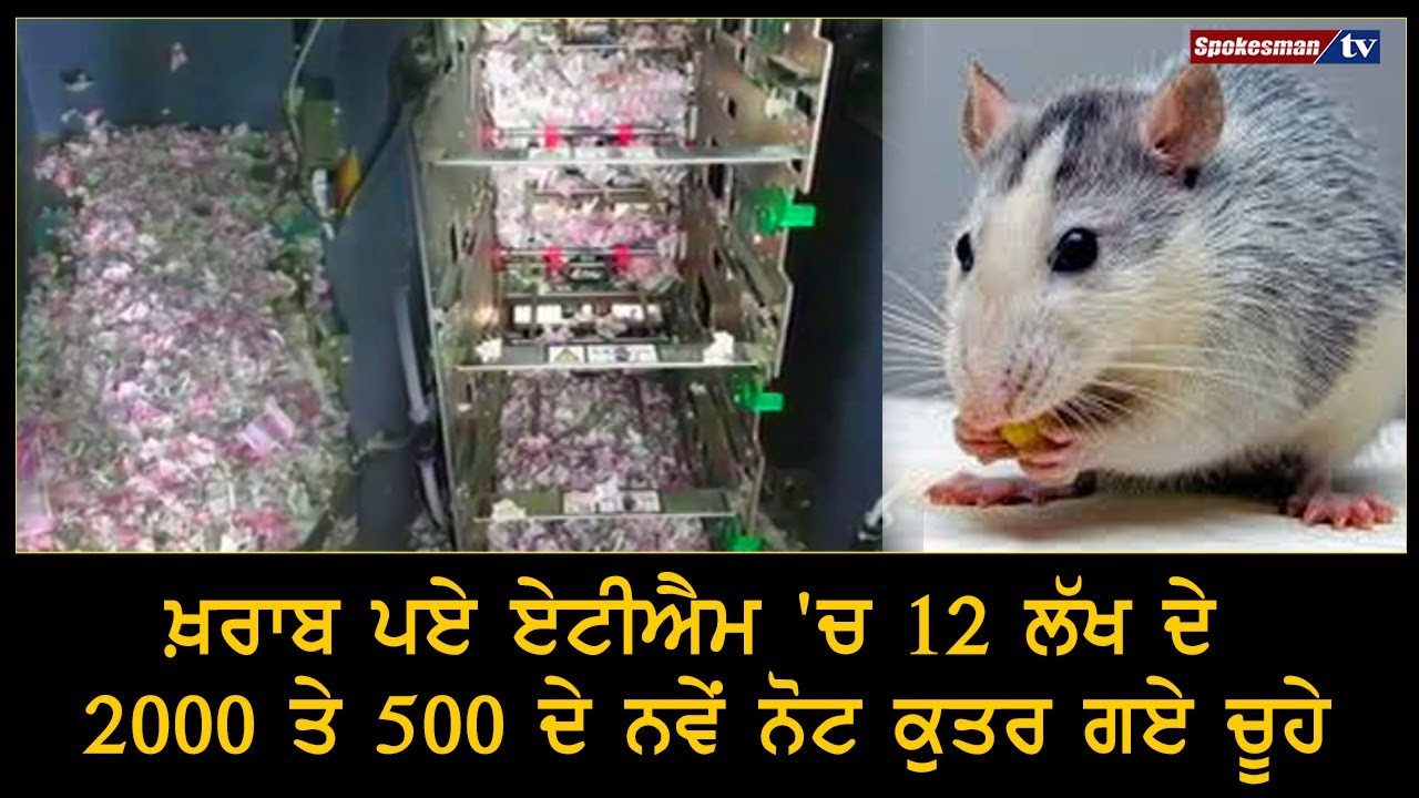 Rats gnawed new notes of 12 lakh from nonworking ATM Rats gnawed new notes of 12 lakh from nonworking ATM