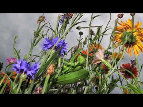 Feldblumen Walzer, Vals Flori de Camp, Wild Flowers Waltz, by Iosif Ivanovici
