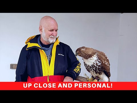 Everything you need to know about Red-tailed Hawks!  America's most visible raptor!