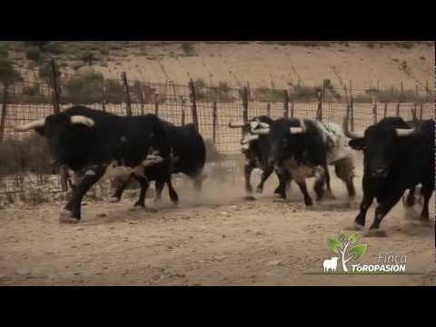 Finca Toropasión - La emoción del toro bravo y el caballo