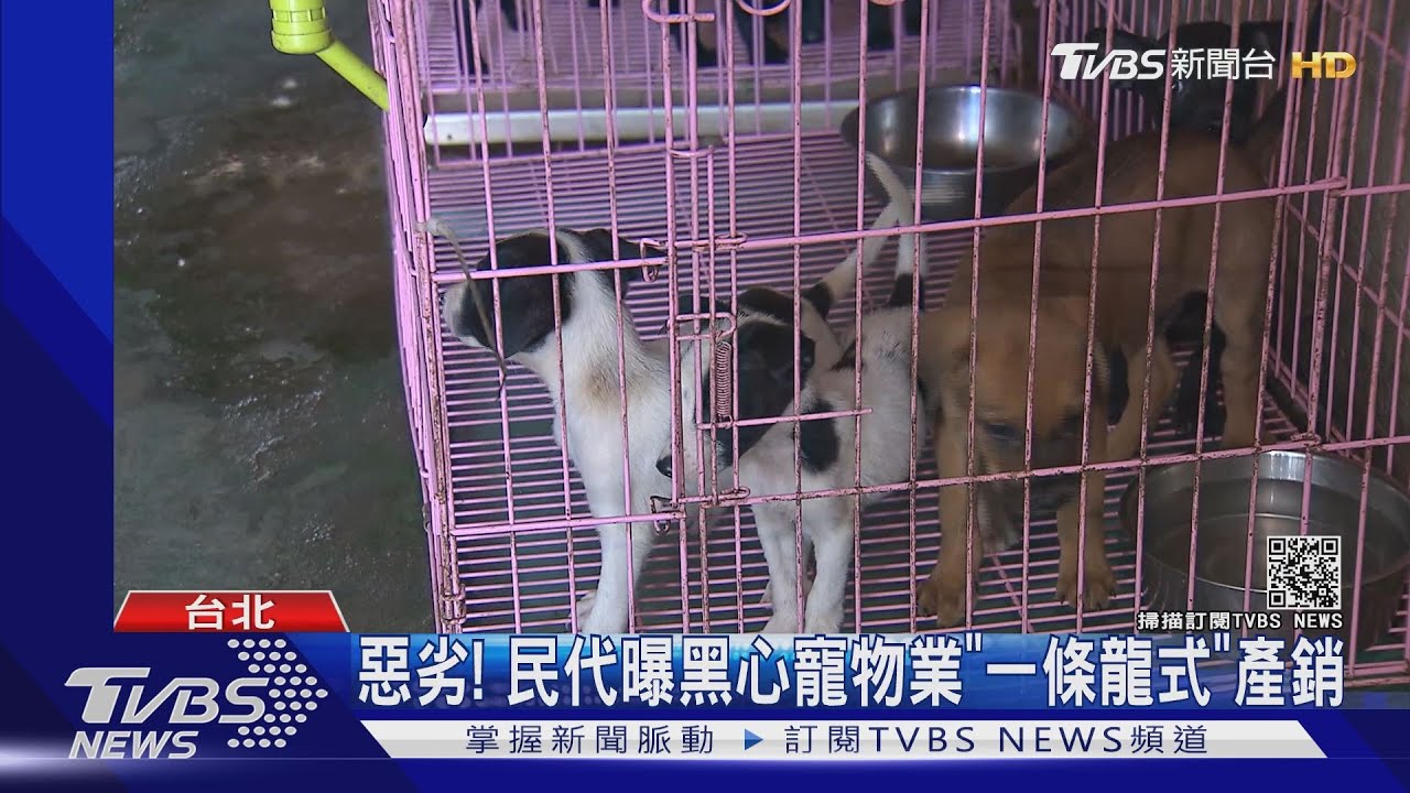 滿肚子蟲!民眾寵物店買柴犬6天死亡 民代怒:業者為省錢不除蟲