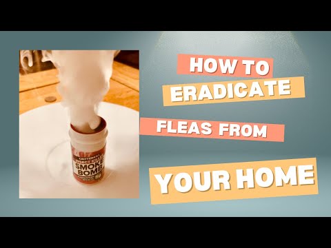 Flea bombing your home