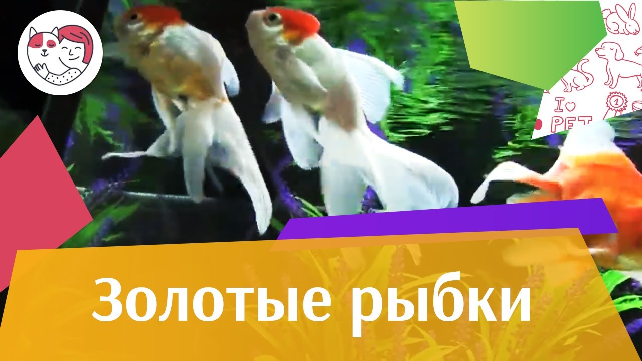 Золотые рыбки Ч 3 АкваЛого на ilikePet