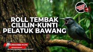 Download lagu 🔴 Roll Tembak Masteran Srigunting Abu Abu Isian Kunti Cililin Pelatuk Bawang Gacor Panjang mp3