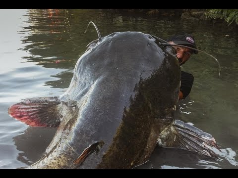 Incredible Huge Catfish 8'5" foot - 230 LBS - HD by Yuri Grisendi