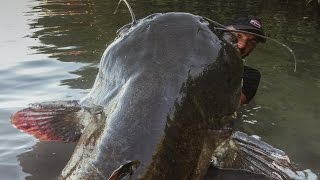 INCREDIBLE HUGE CATFISH 8,5 FEET - 250 LBS - HD by CATFISHING WORLD