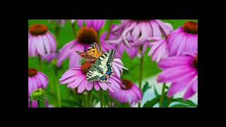 ****I'm a hummingbird - The Eels - cover Bart Leffers****