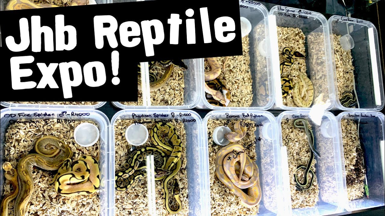 JHB REPTILE EXPO!