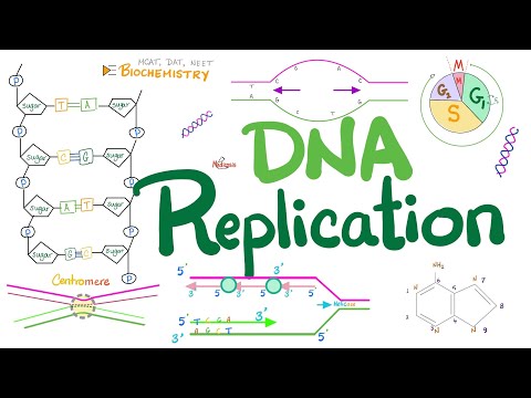DNA replication in Prokaryotes & Eukaryotes (DETAILED) - Molecular Biology 🧬 & Biochemistry 🧪
