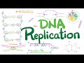 DNA Replication In Prokaryotes Eukaryotes DETAILED Molecular Biology Biochemistry
