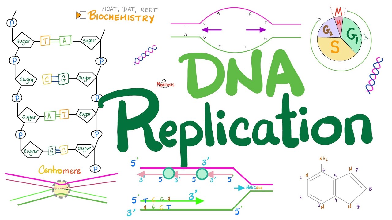 DNA replication in Prokaryotes & Eukaryotes (DETAILED) - Molecular Biology 🧬 & Biochemistry 🧪
