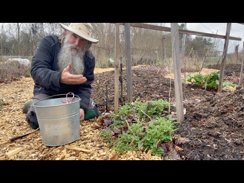 Sow THESE PLANTS ONCE & HARVEST Them FOREVER! Part 9-CREATING a PERMACULTURE PARADISE & FOOD FOREST!