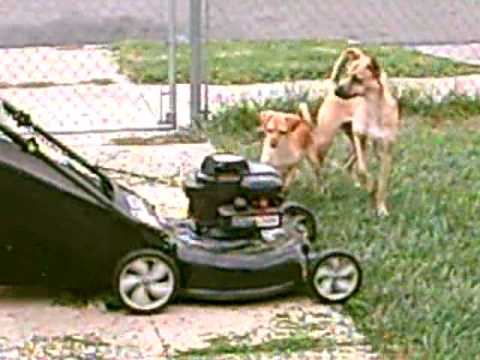 YouTube video about: Why does my dog bark at the lawn mower?
