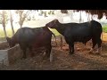 Male Female Buffalo Mating Behavior Educational Farm Video
