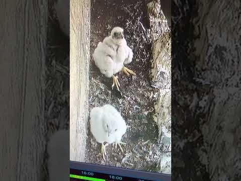 May 15 2022 LF falcons exercise their developing wings