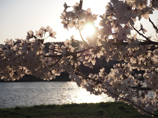 2026年【角館の桜】開花状況　4月16日夕暮れ