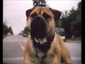Siehe Spot Run Trailer 2001 VHS Aufnahme