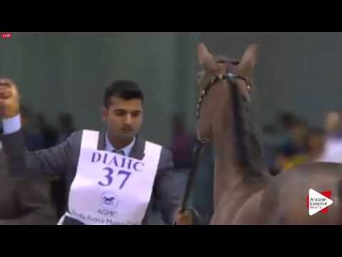 N.37 AL ARYAM MARHABA - Dubai 2016 - Yearling Fillies (Class 2A)