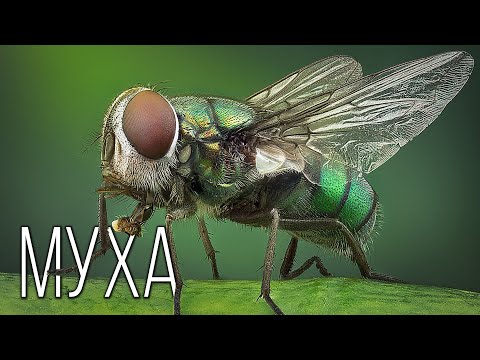 Муха: Назойливое насекомое | Интересные факты про муху