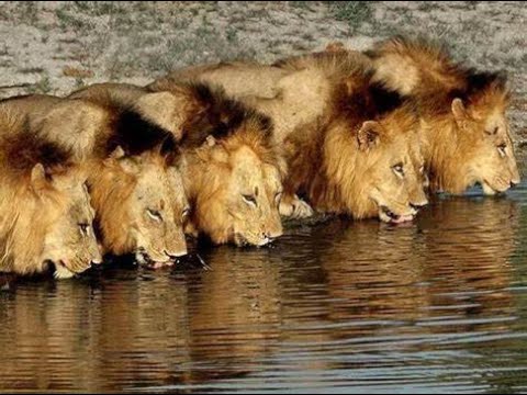 Leões Mapogos - Nascidos para Reinar