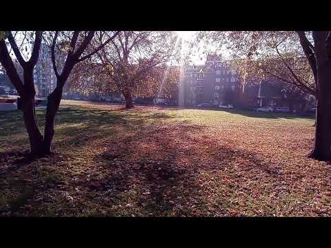 Vernee MIX 2 Camera Test - Morning Park - 16:9 Normal Exposure Not Locked 1080p