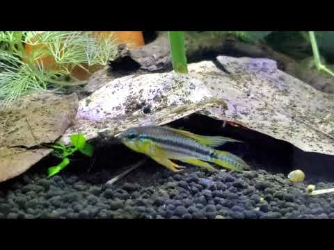 Apistogramma bitaeniata Careiro