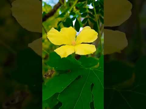 #surah Al-kawthar#nature 🌿🍃